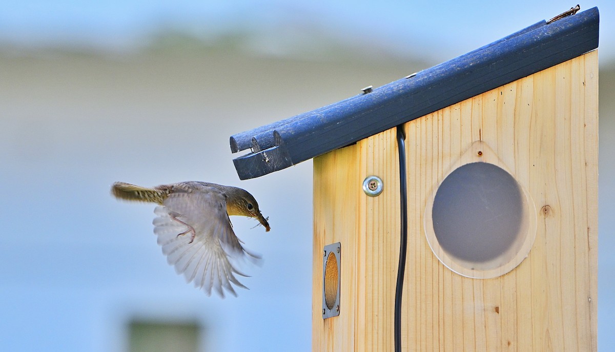Northern House Wren - ML638344765