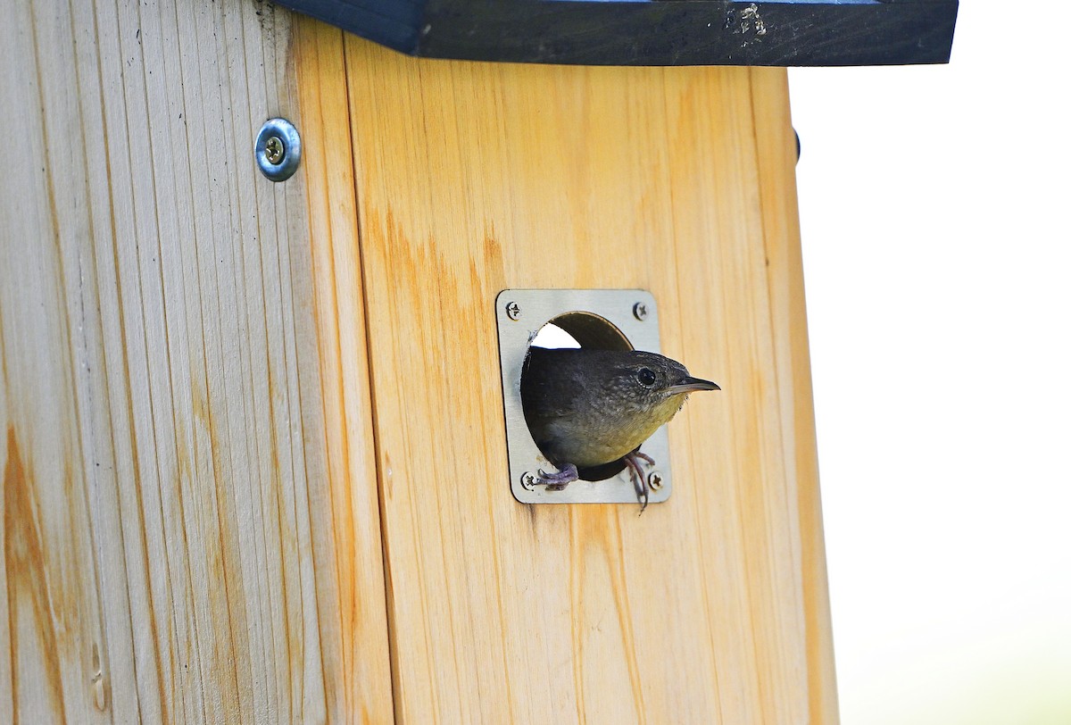 Northern House Wren - ML638344766