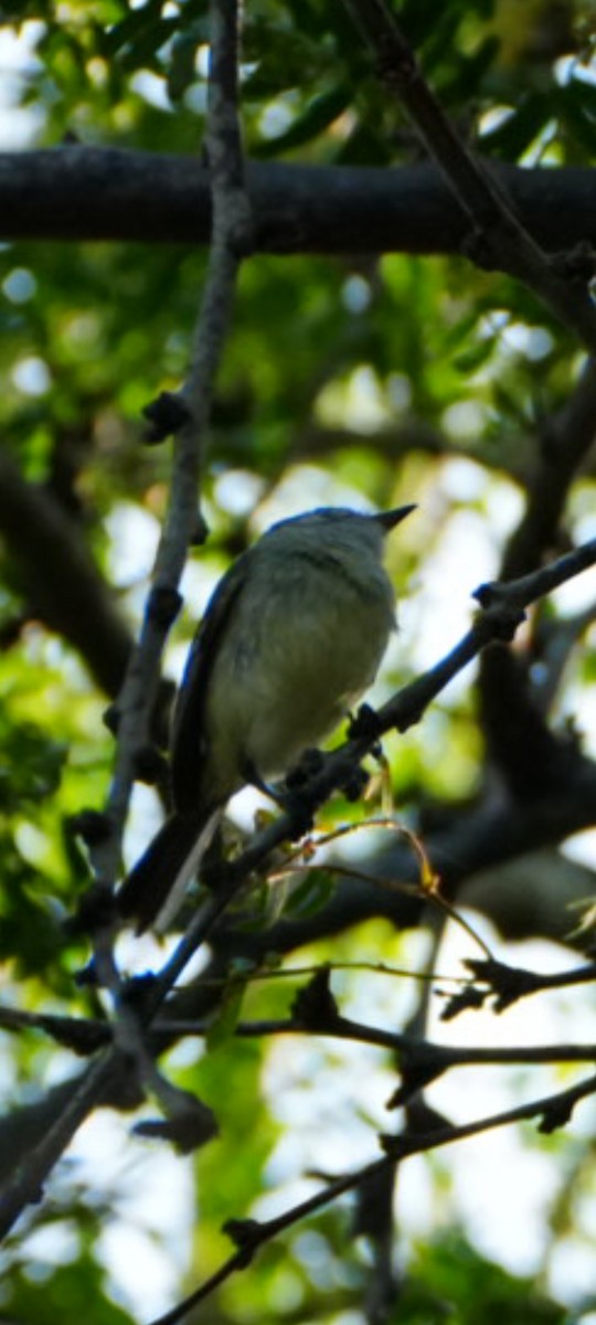 Southern Beardless-Tyrannulet - ML638344767