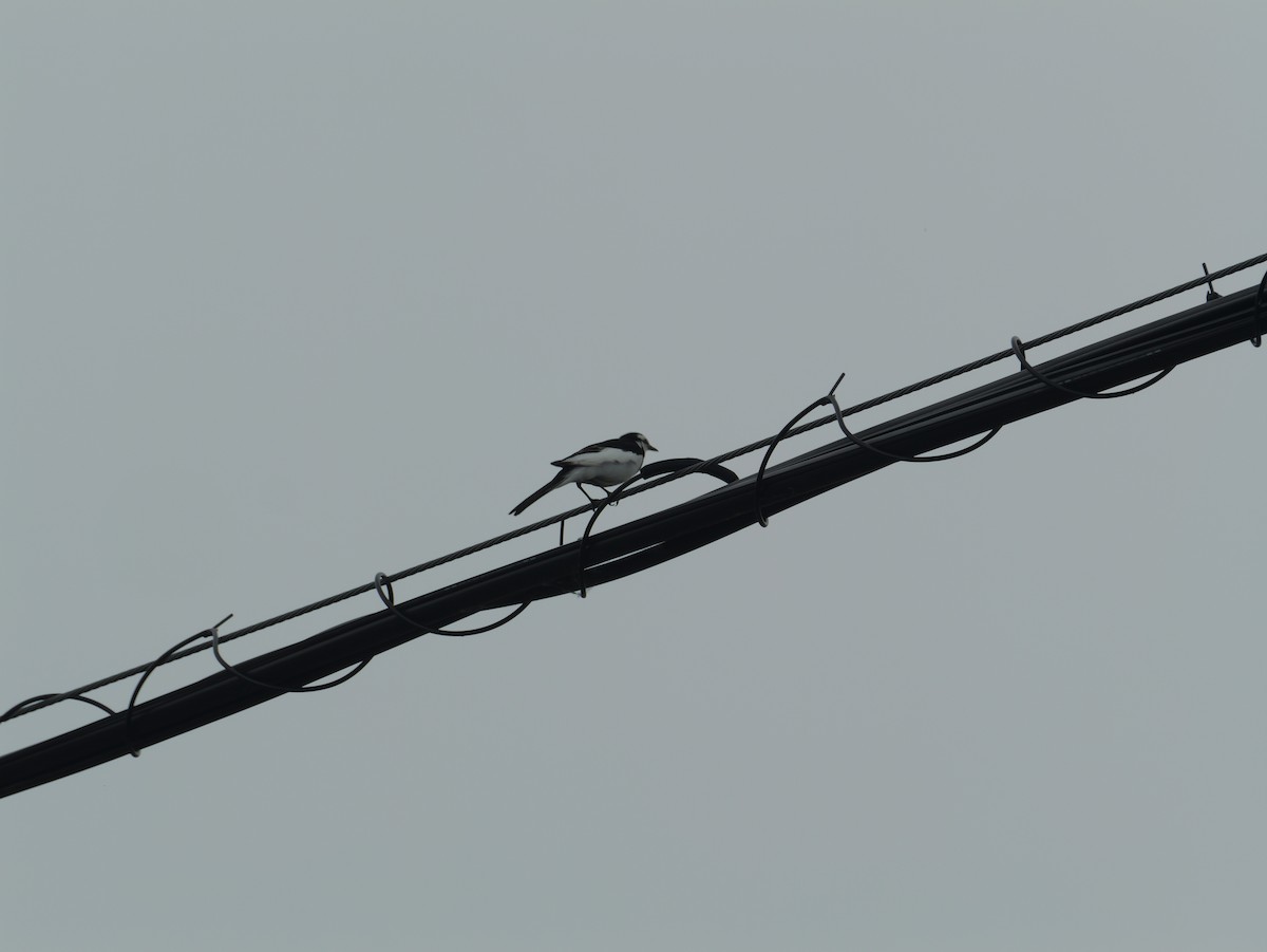 White Wagtail - ML638344771