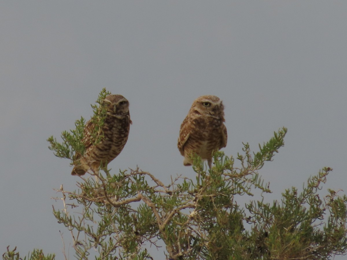 Burrowing Owl (Western) - ML638344773