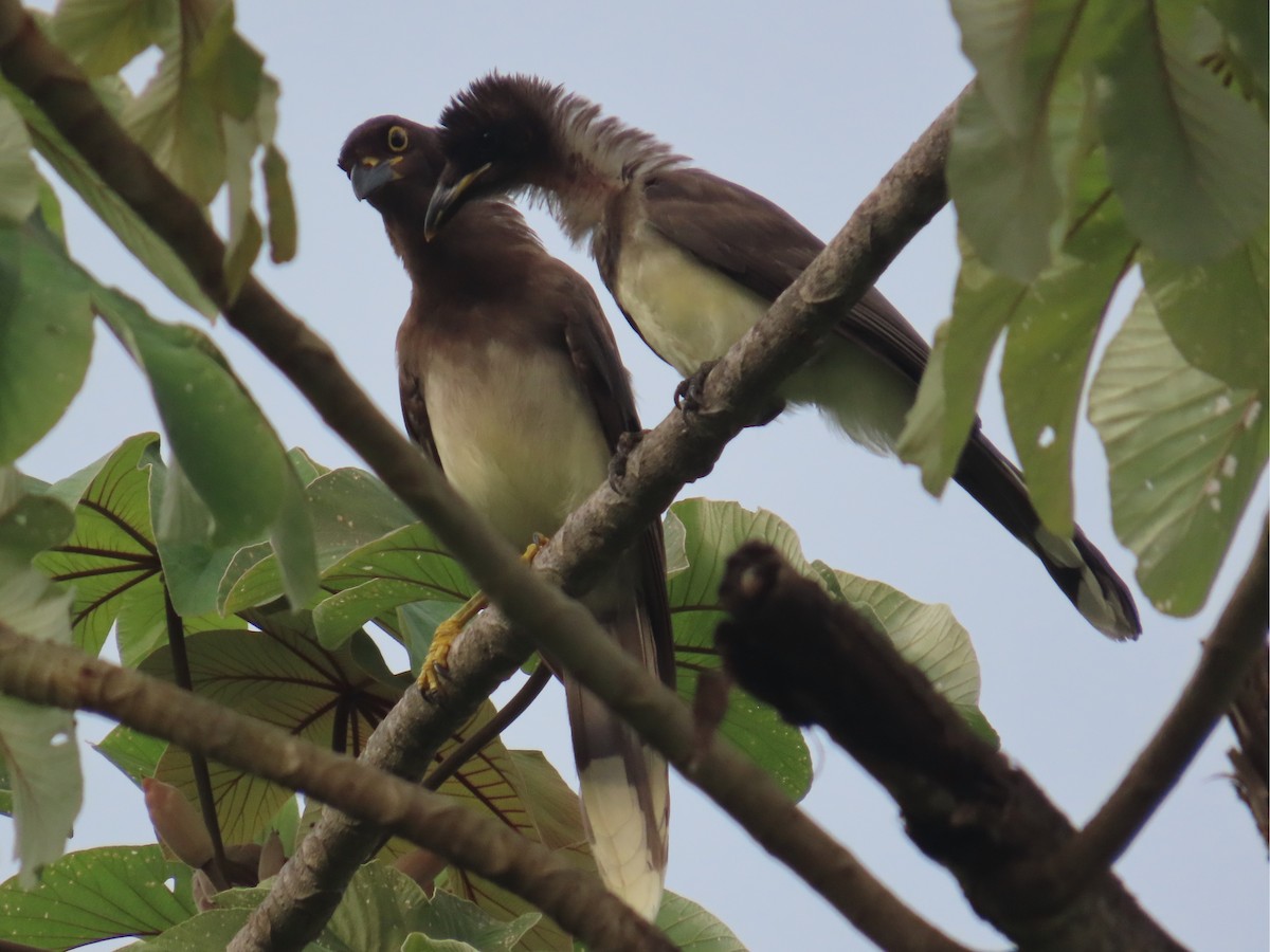 Brown Jay - ML638344775