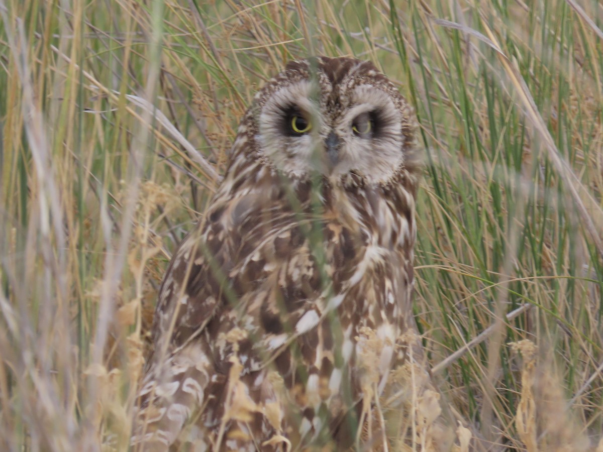 Short-eared Owl (Northern) - ML638344777