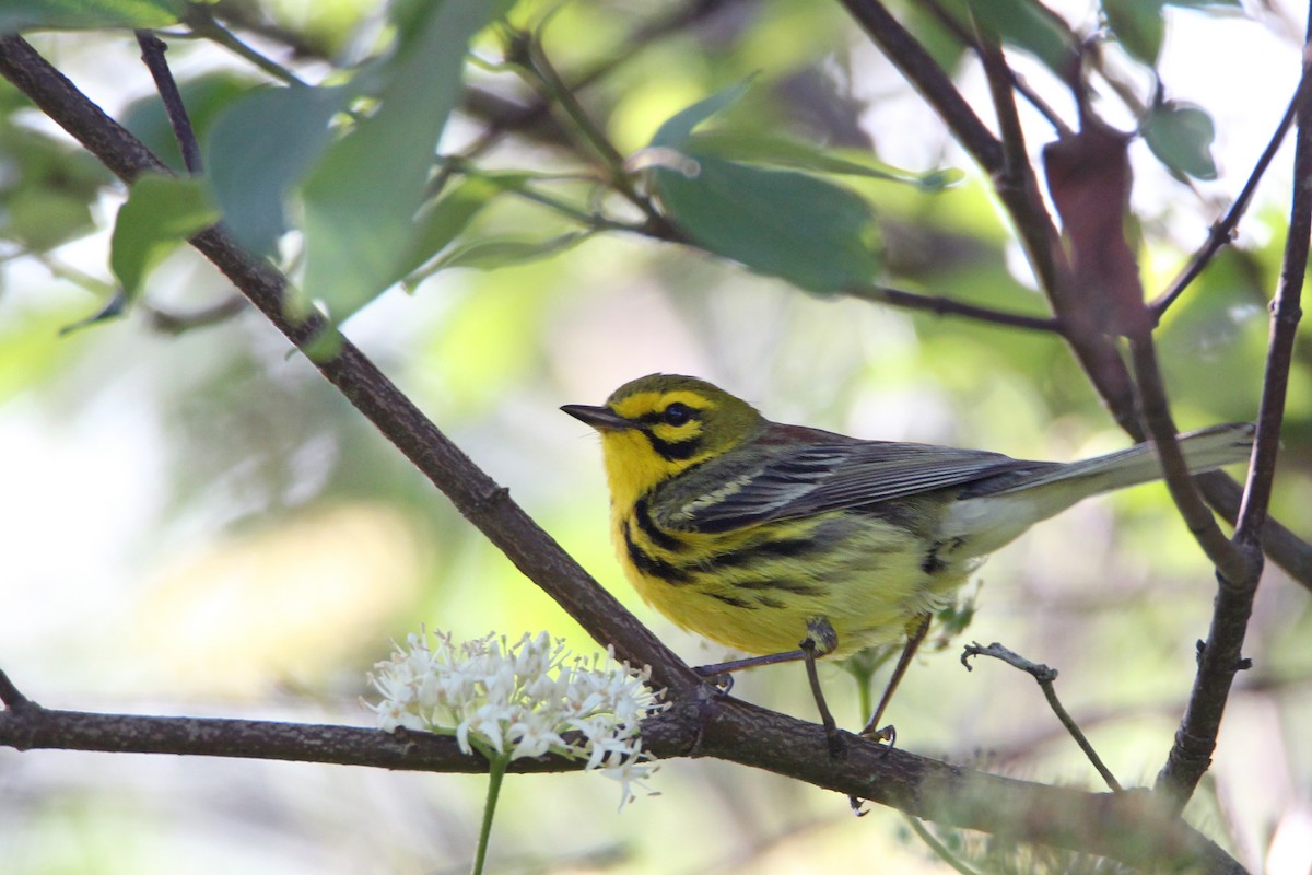 Prairie Warbler - ML638344783