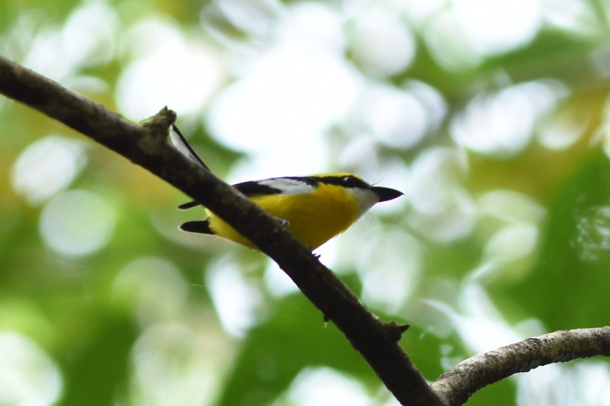 Yellow-breasted Boatbill - ML638344784