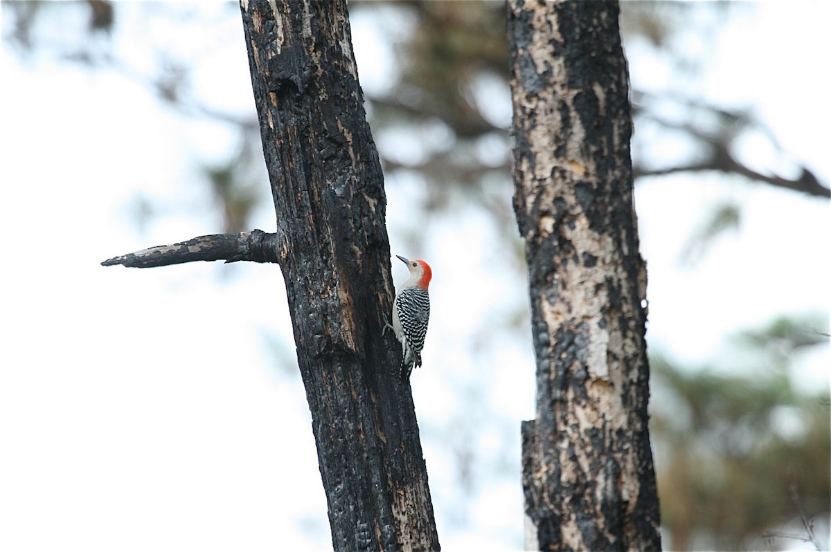 Red-bellied Woodpecker - ML638344787