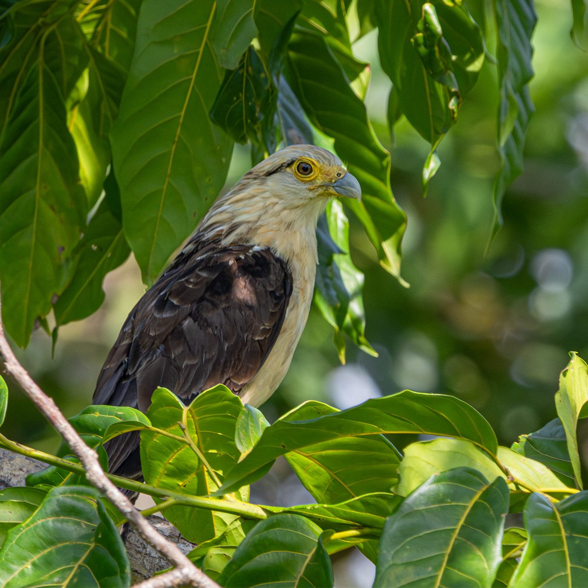 Yellow-headed Caracara - ML638344788