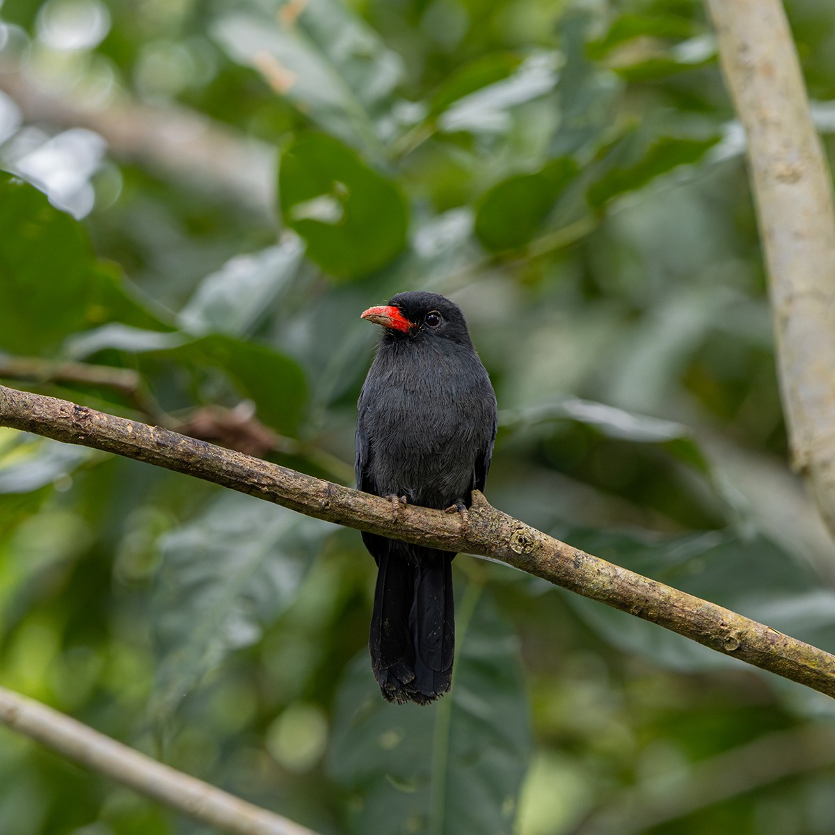 Schwarzstirn-Faulvogel - ML638344800