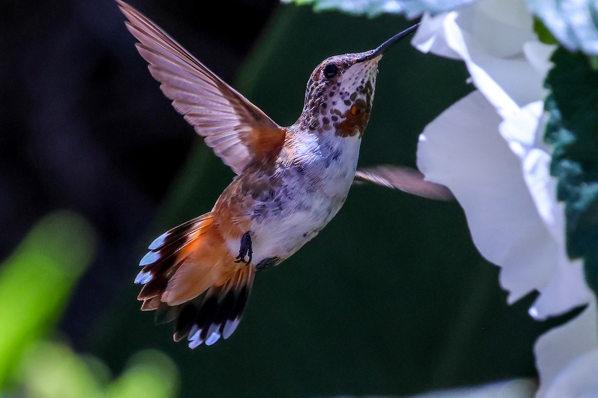 chaparralkolibri - ML638344801