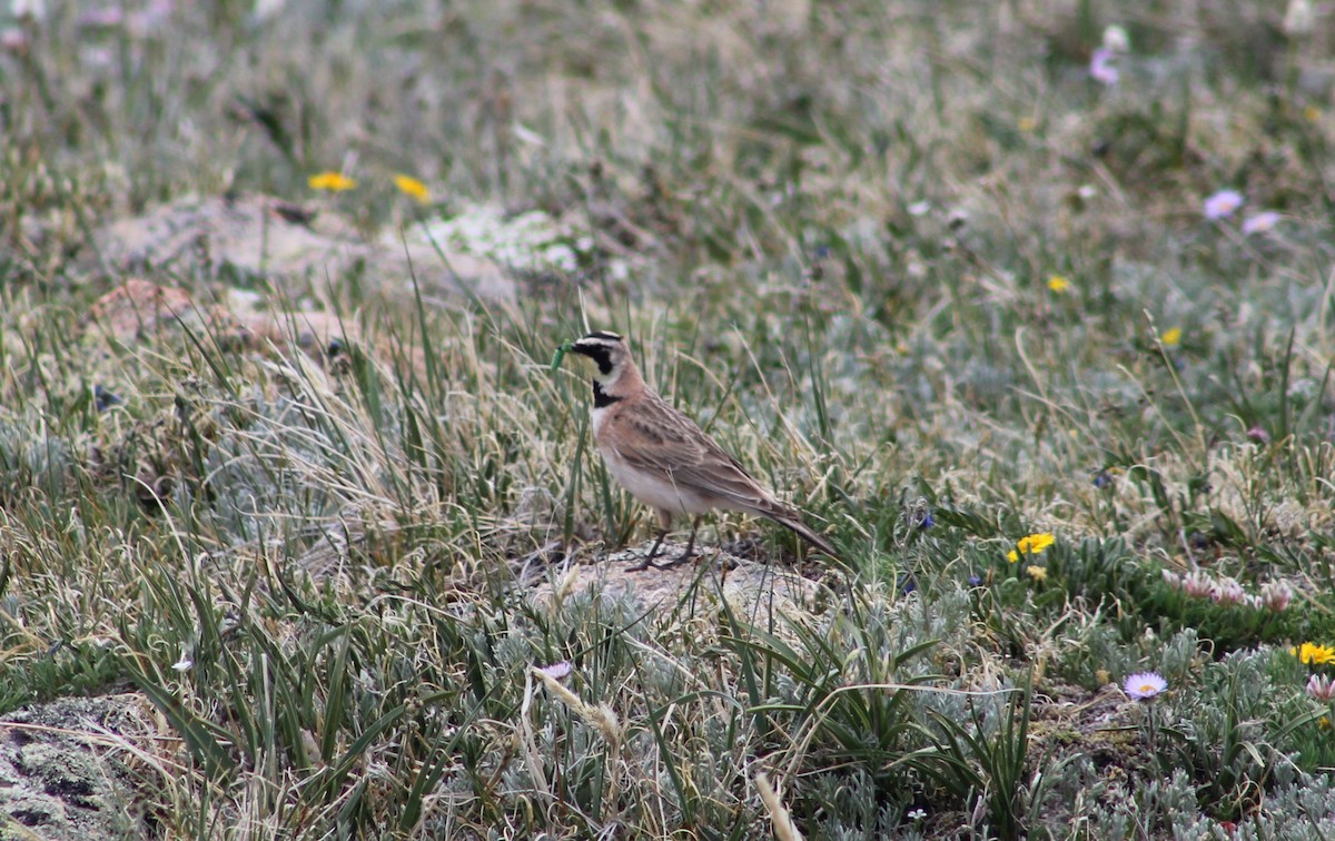 Horned Lark - ML638344809