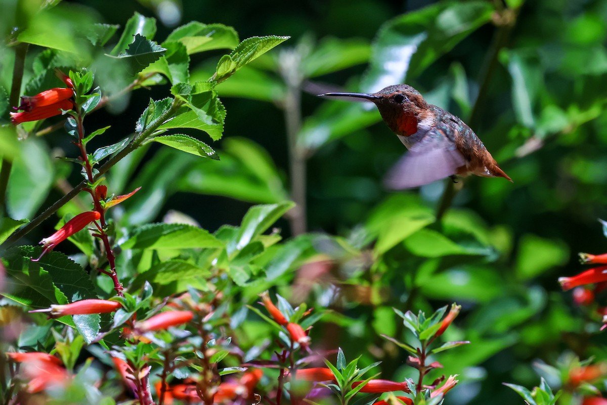 chaparralkolibri - ML638344810
