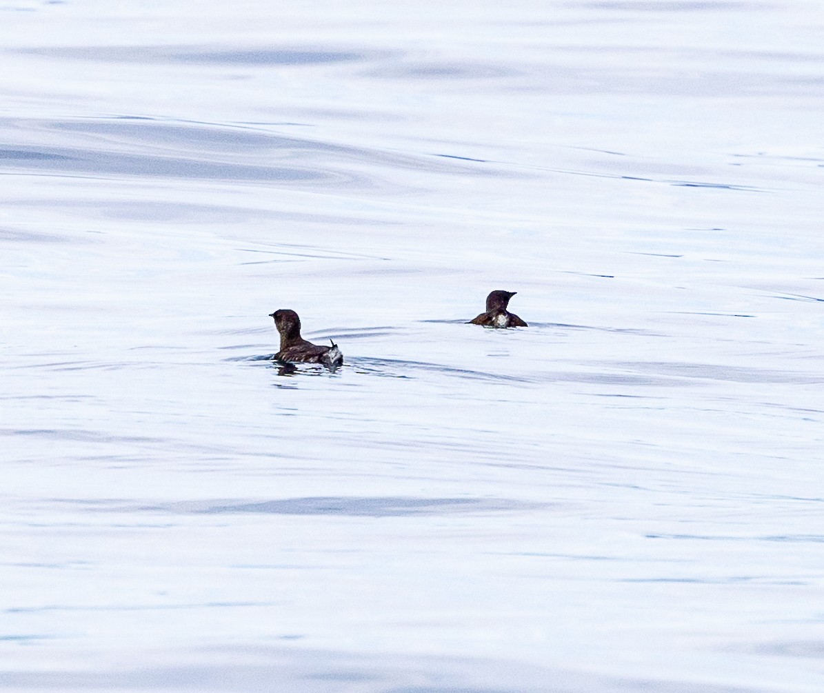 Marbled Murrelet - ML638344811
