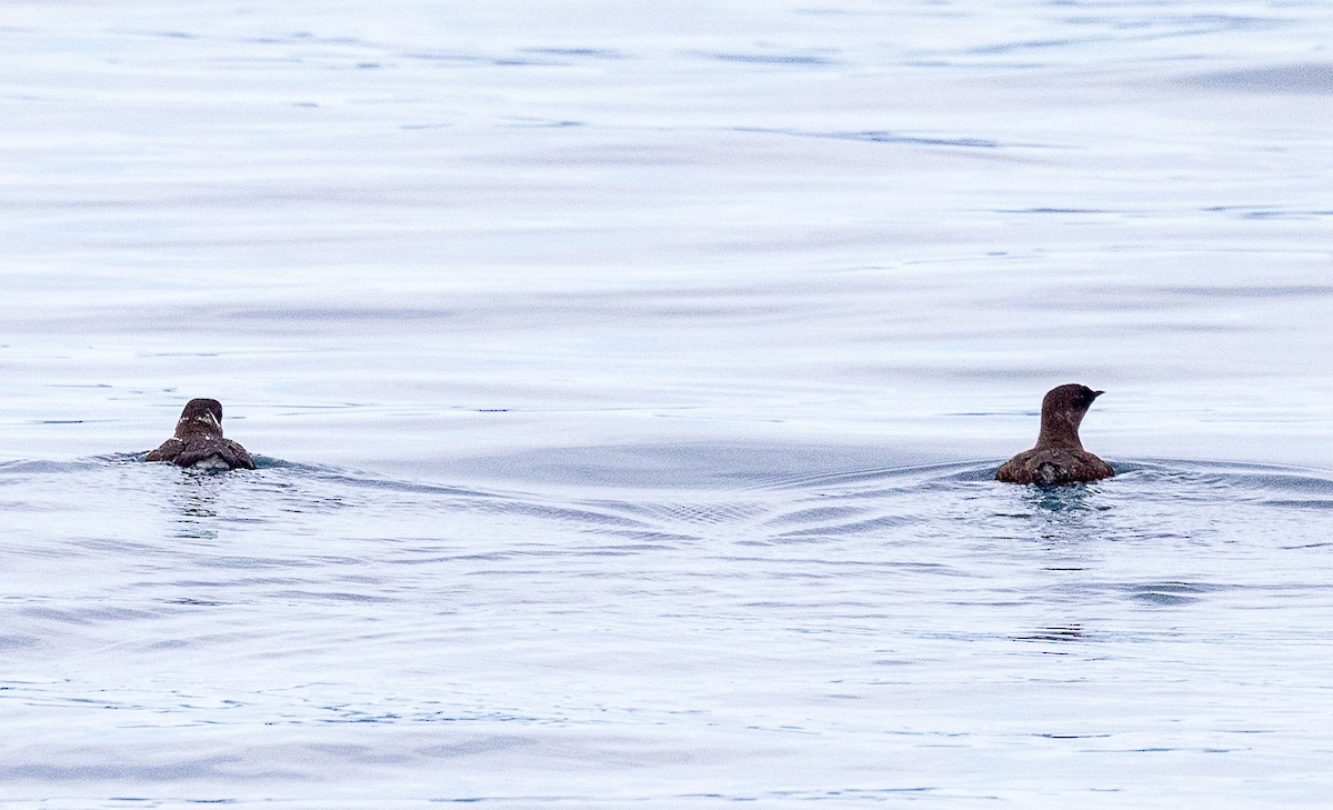 Marbled Murrelet - ML638344812