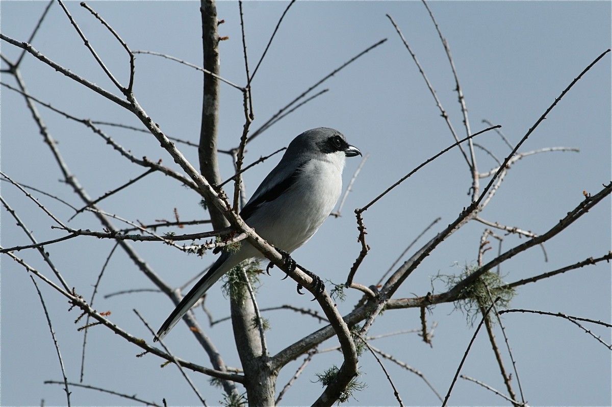 Loggerhead Shrike - ML638344815