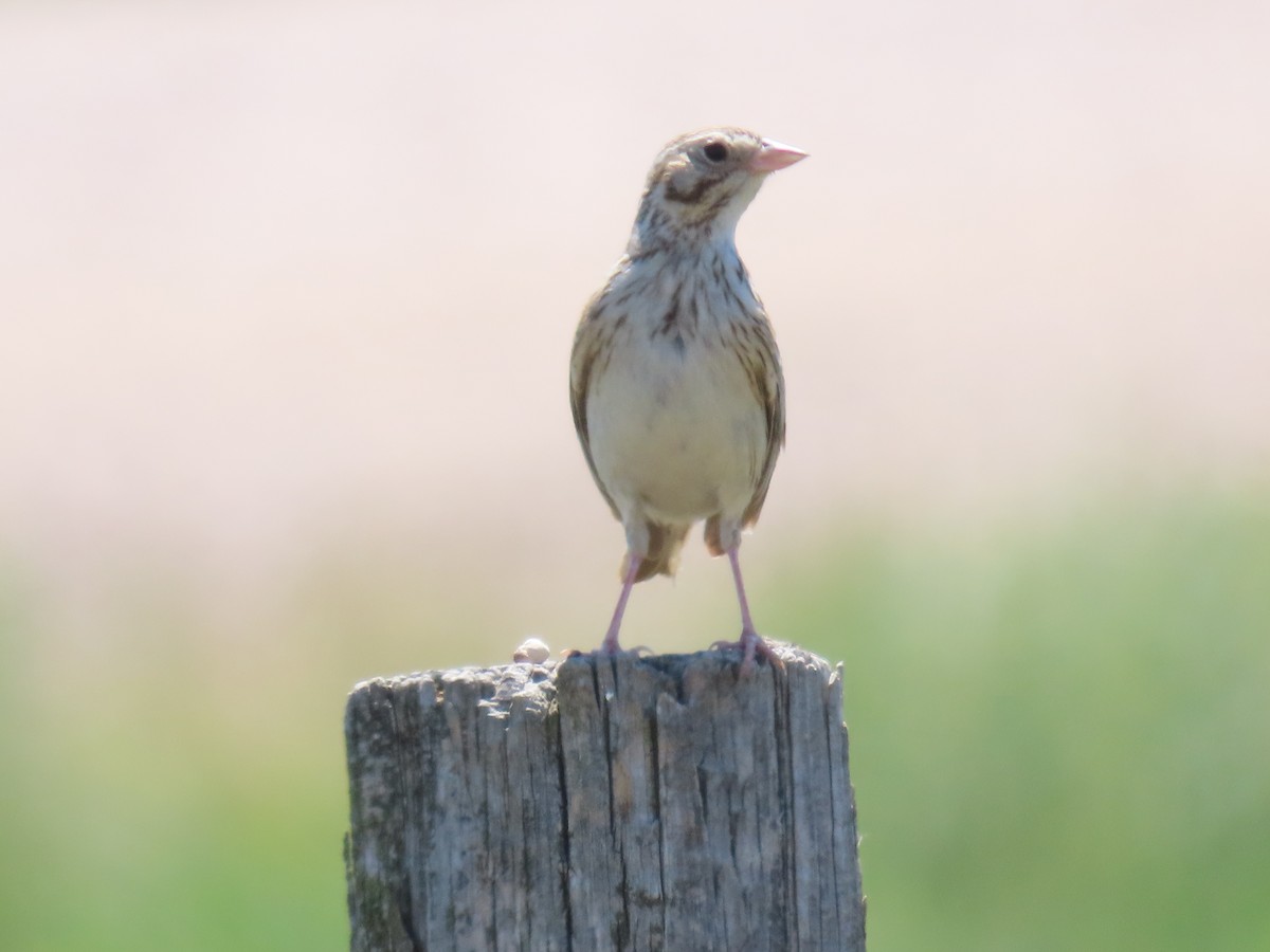 Vesper Sparrow - ML638344826