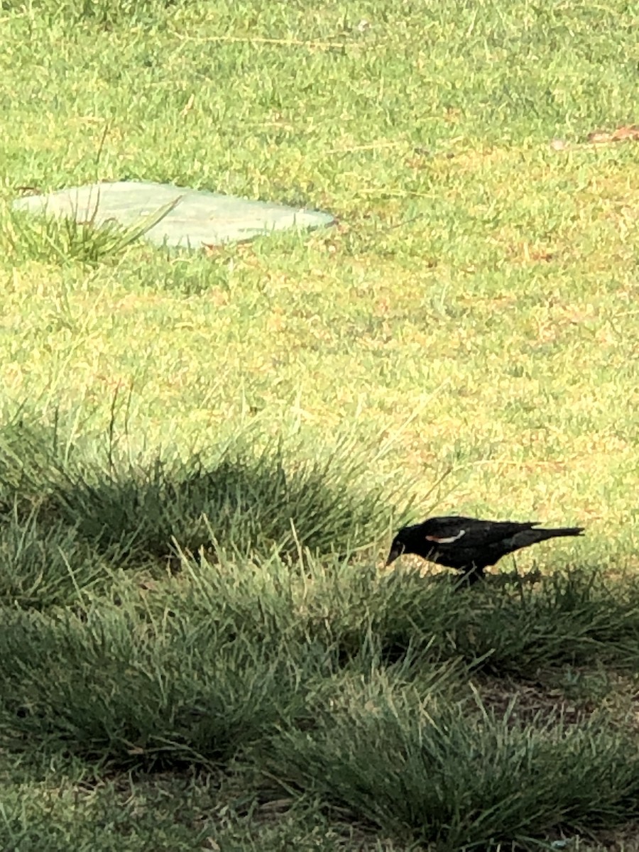 Tricolored Blackbird - ML638344841