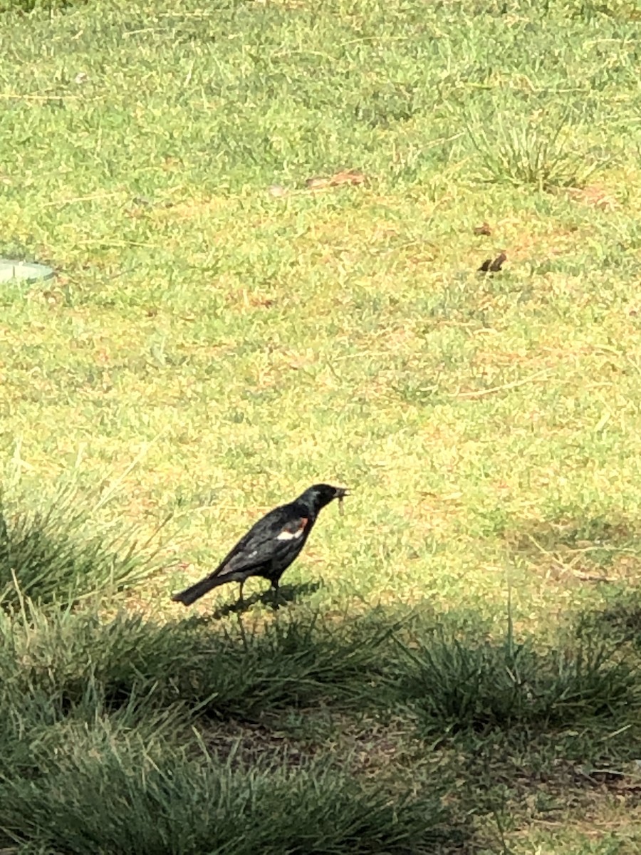 Tricolored Blackbird - ML638344842