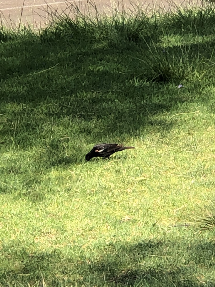 Tricolored Blackbird - ML638344843