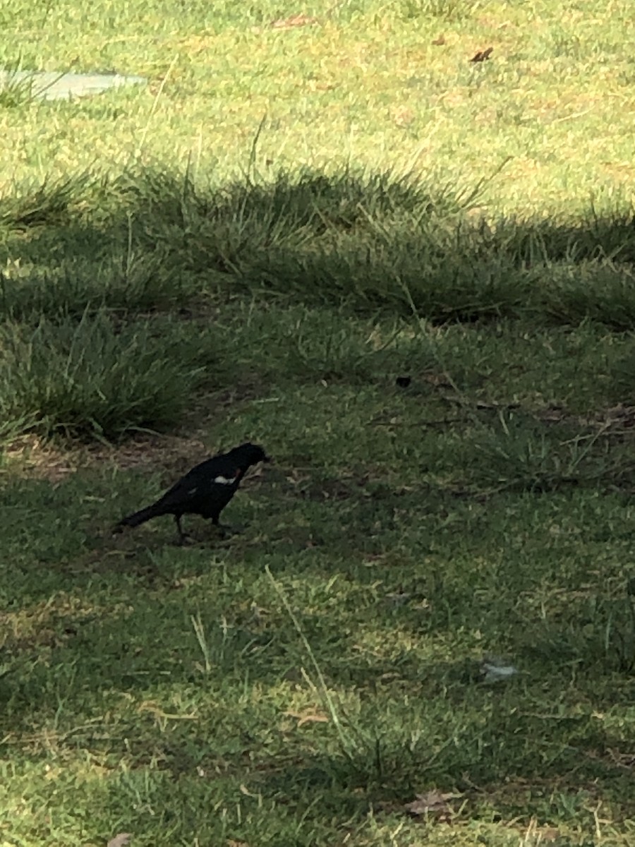 Tricolored Blackbird - ML638344845