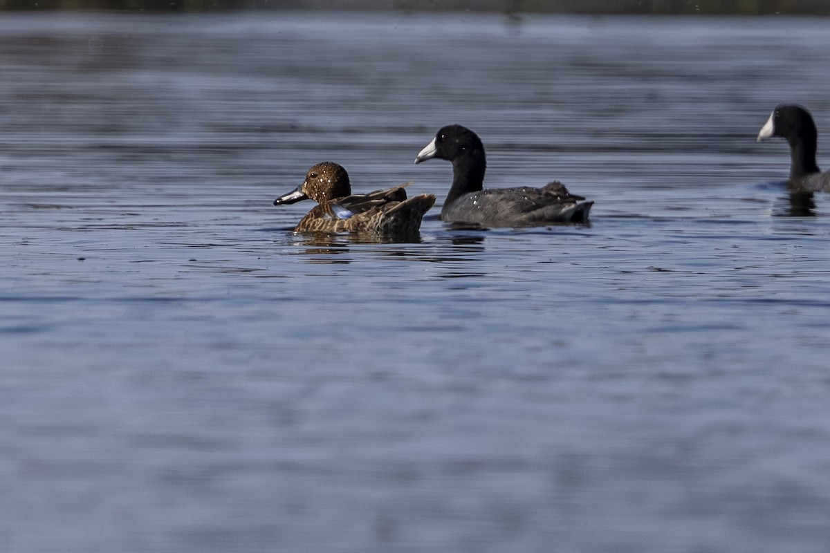 Cinnamon Teal - ML638344886