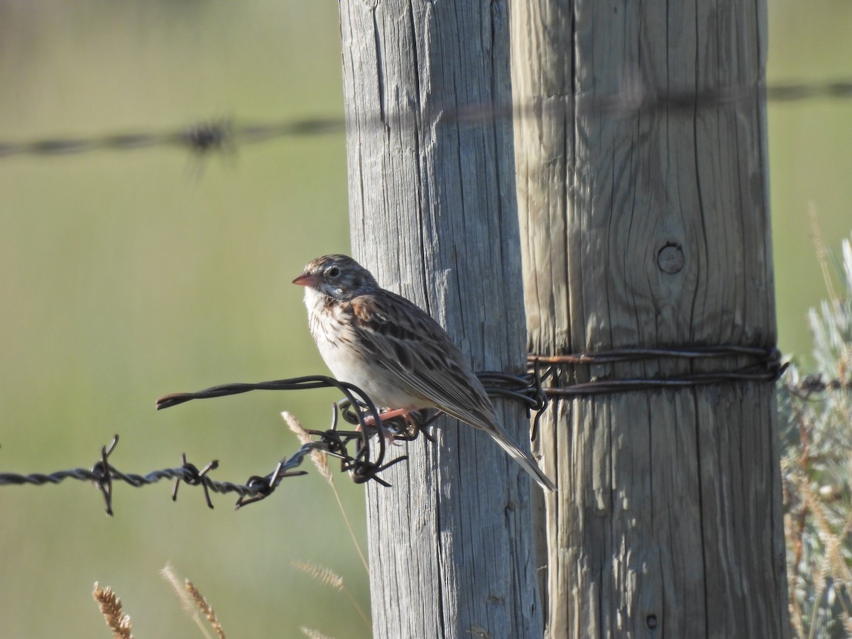 Vesper Sparrow - ML638344899