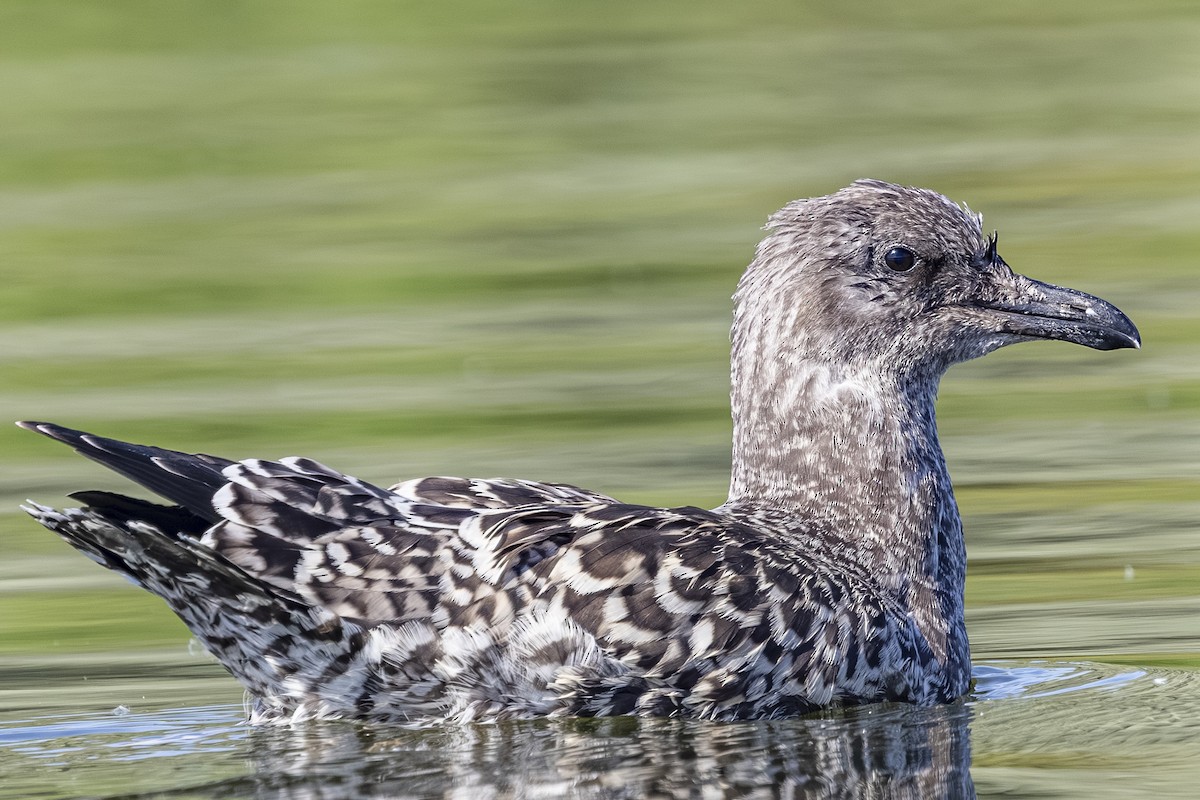 California Gull - ML638344900