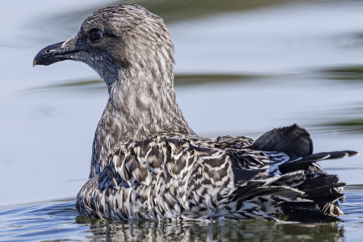 California Gull - ML638344901
