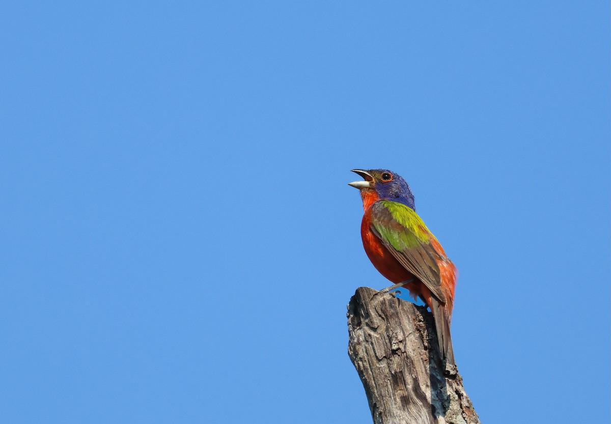 Painted Bunting - ML638344907