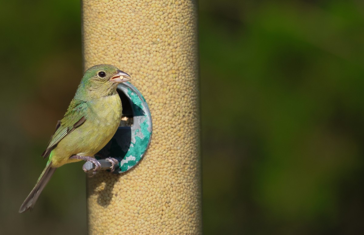 Painted Bunting - ML638344908