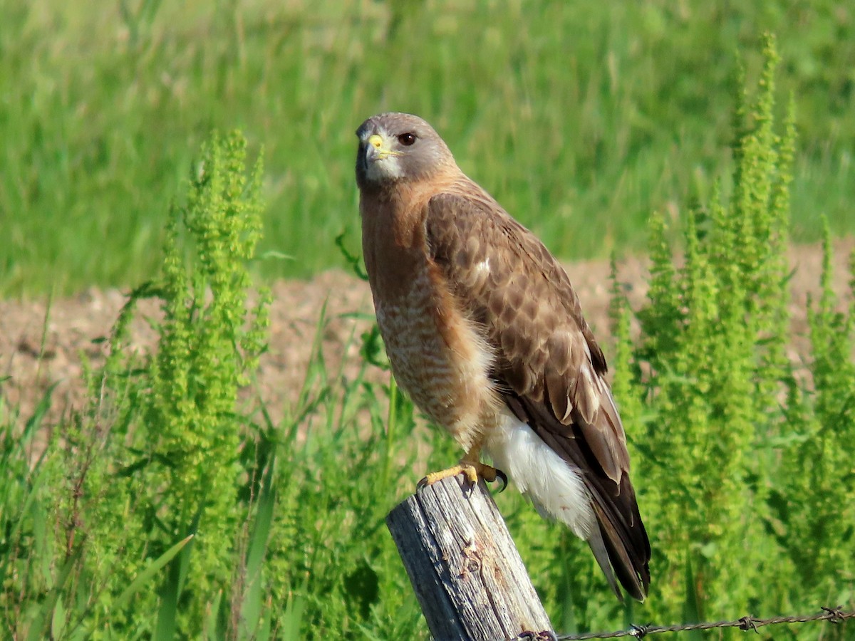 Swainson's Hawk - ML638344913