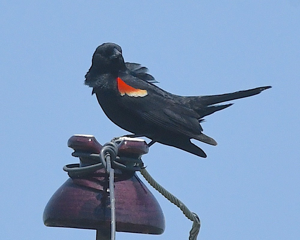 Red-winged Blackbird - ML638344924