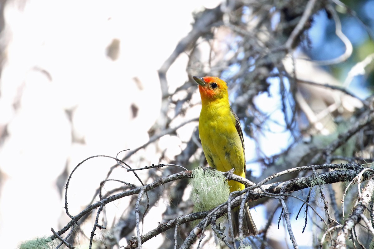 Western Tanager - ML638344929