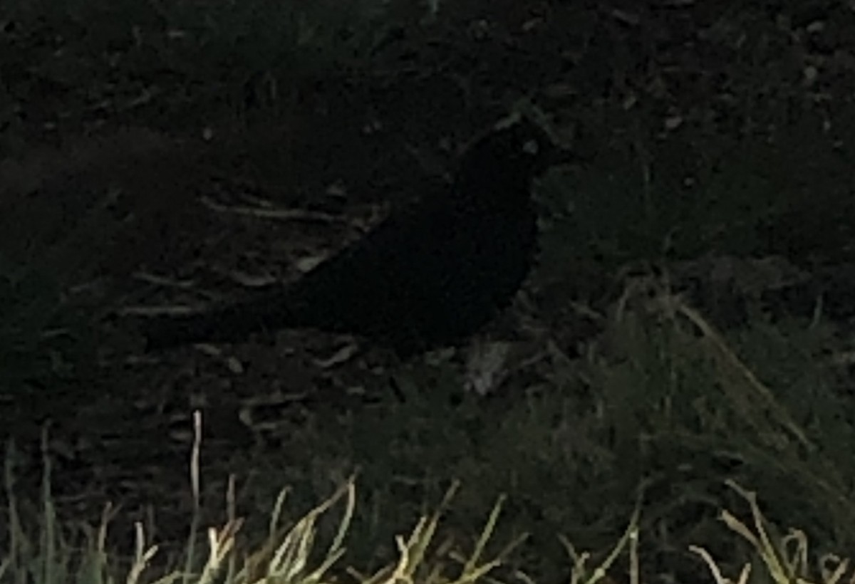Brewer's Blackbird - ML638344936