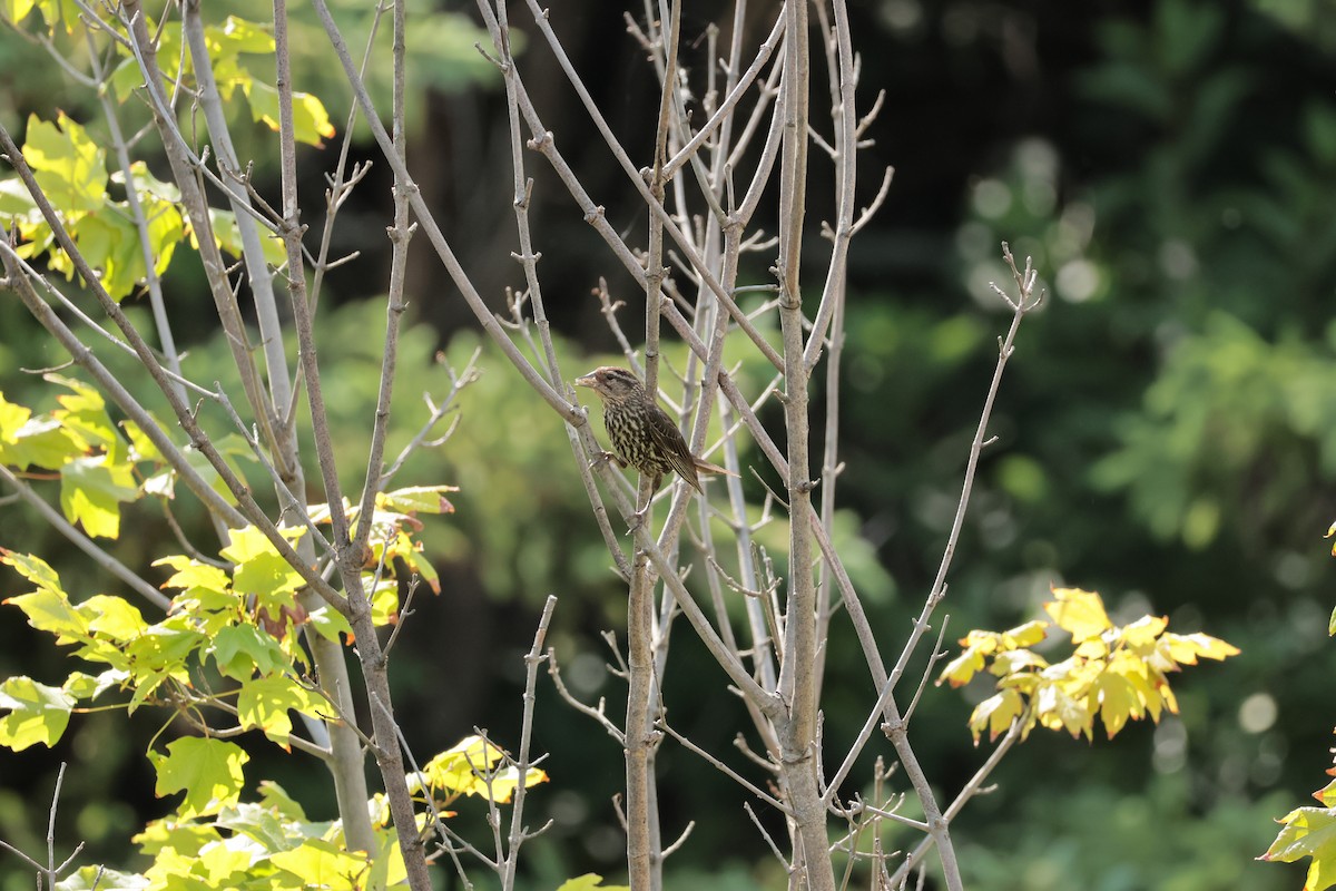 Red-winged Blackbird - ML638344939