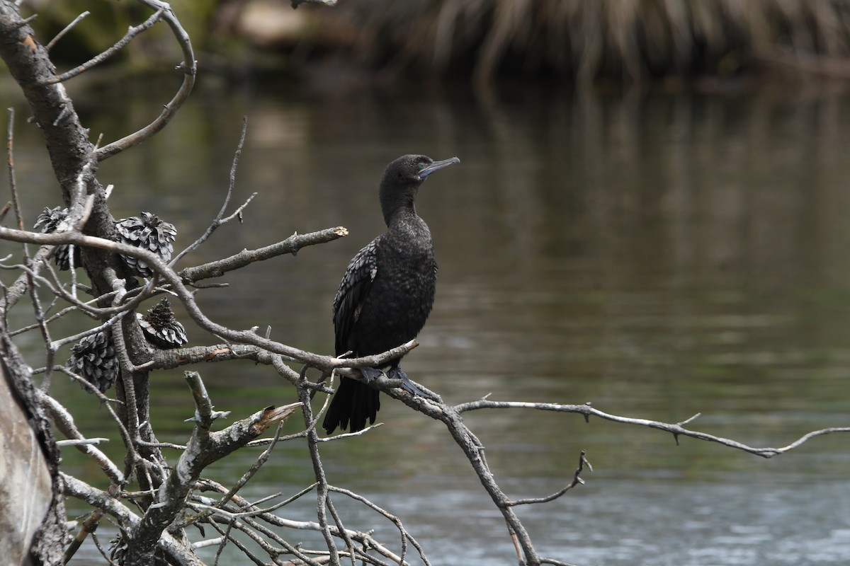 Little Black Cormorant - ML638344941