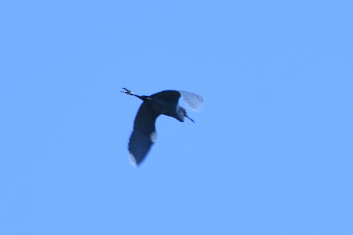 Little Blue Heron - ML638344945