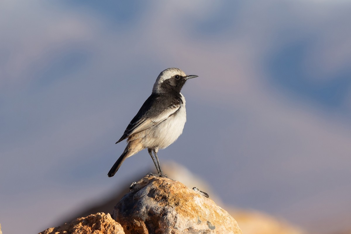 Red-rumped Wheatear - ML638344954