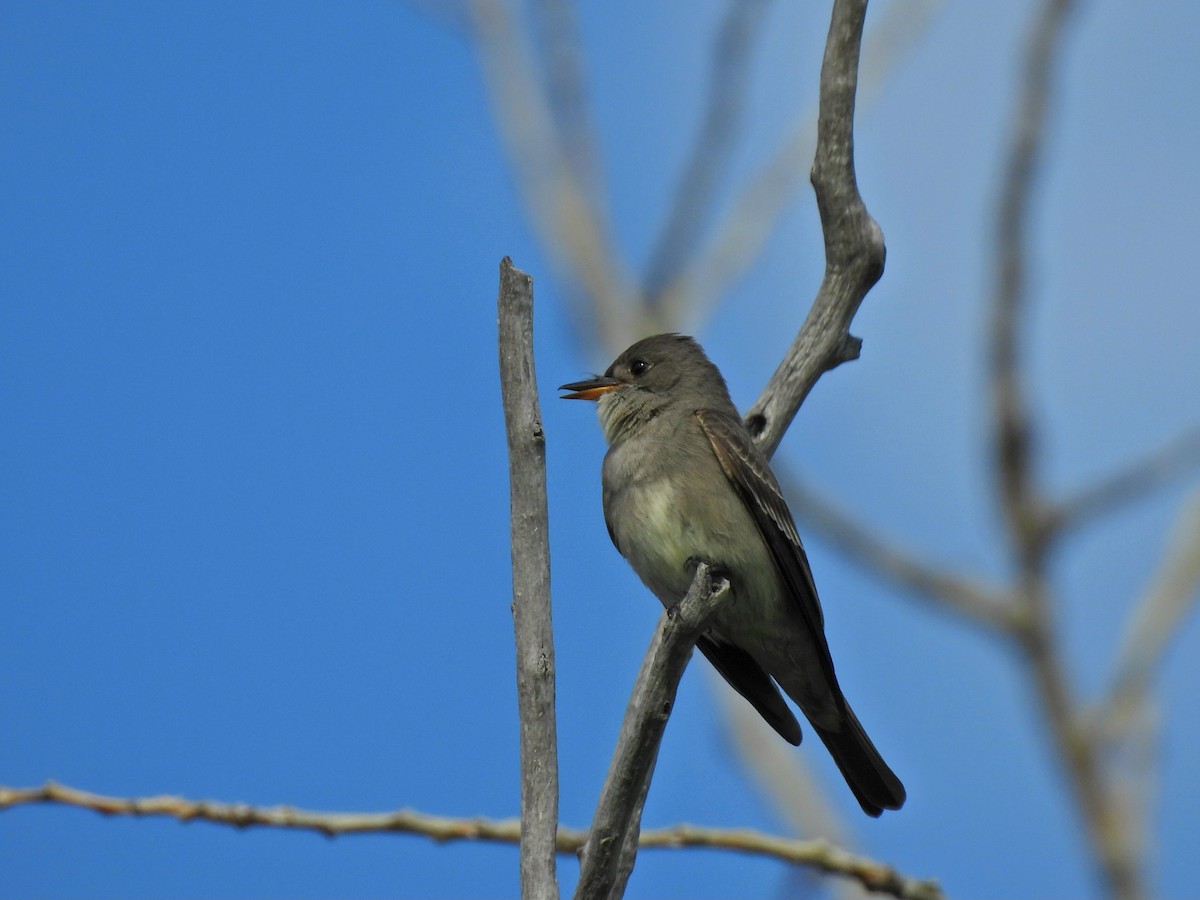 Western Wood-Pewee - ML638344955