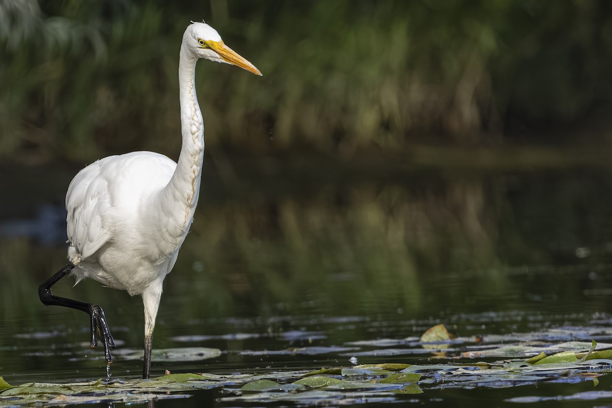 Great Egret - ML638344969