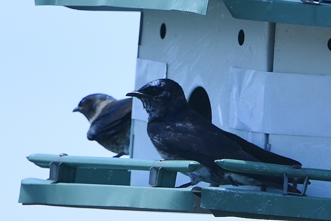 Golondrina Purpúrea - ML638344976