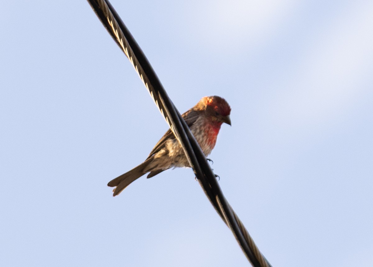 House Finch - ML638344981