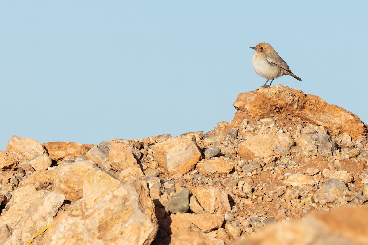 Red-rumped Wheatear - ML638344991