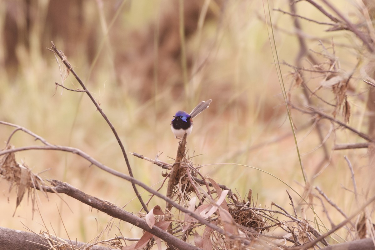 Purple-backed Fairywren (Purple-backed) - ML638344994