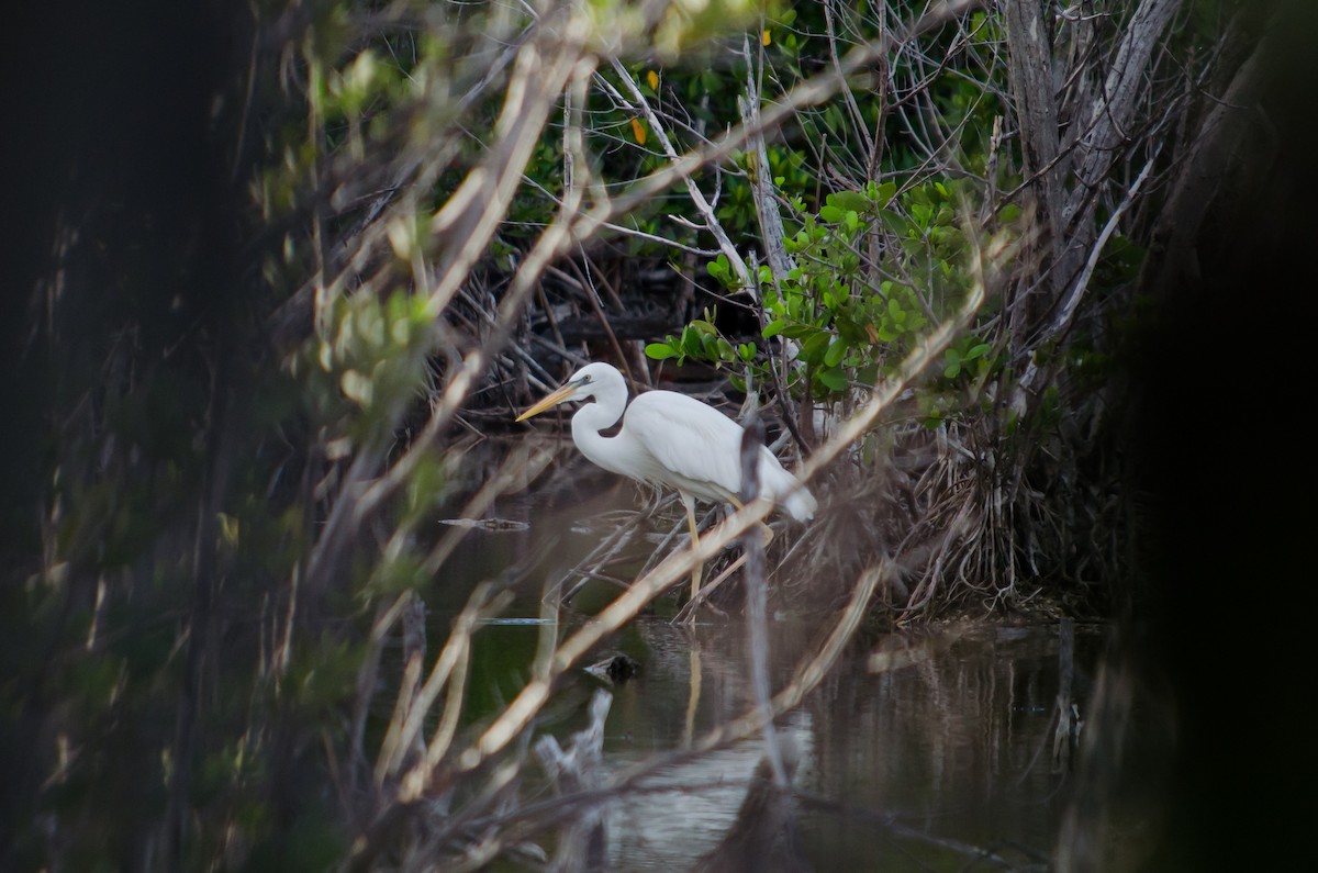 Great Blue Heron (Great White) - ML638344997