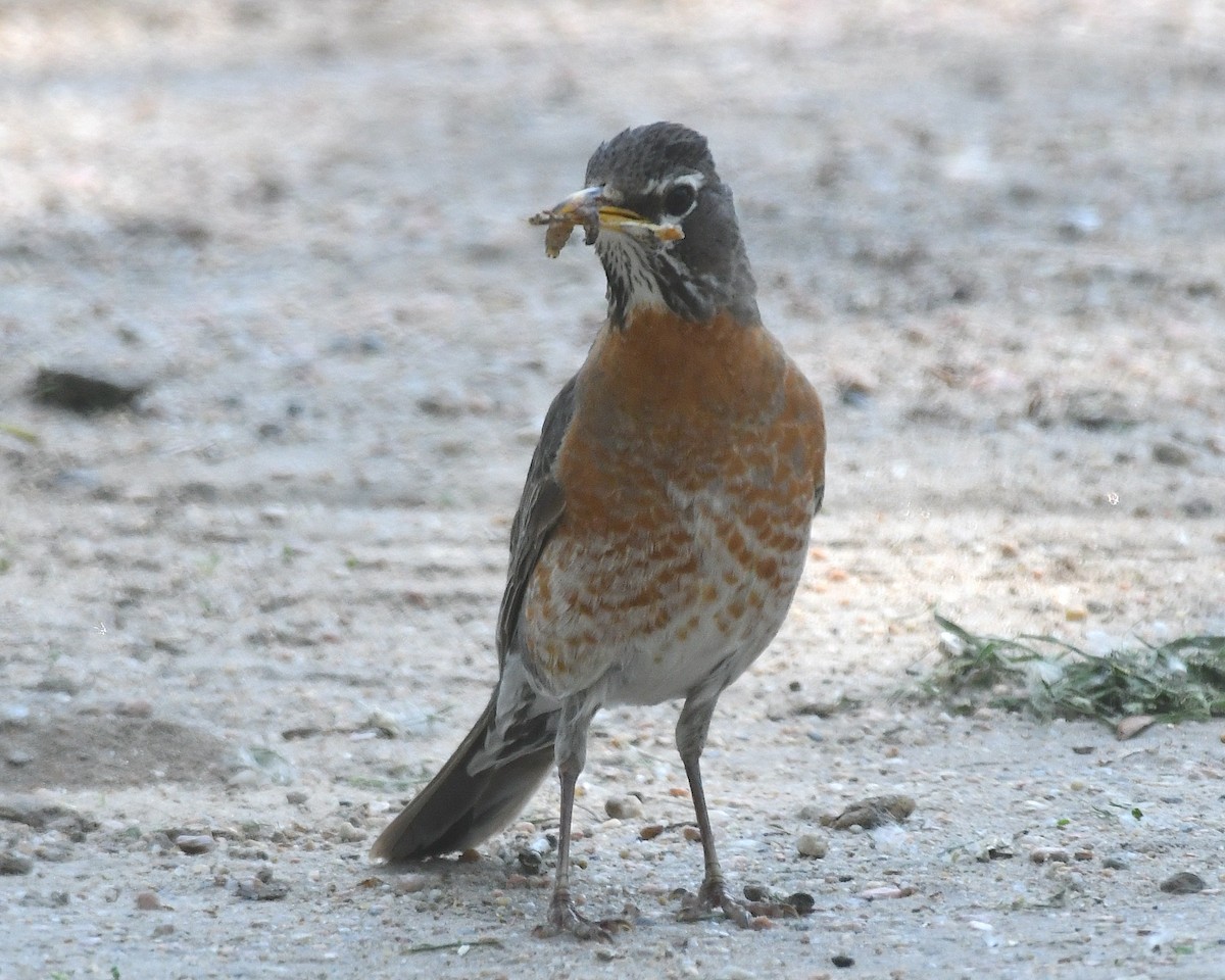American Robin - ML638344998
