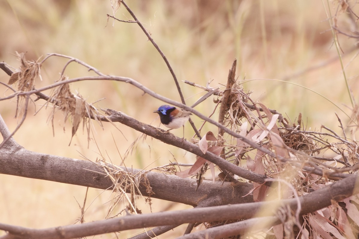 Purple-backed Fairywren (Purple-backed) - ML638345014
