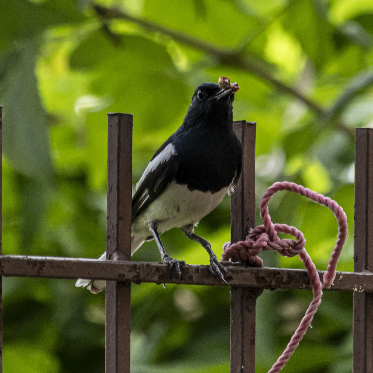 Oriental Magpie-Robin - ML638345019