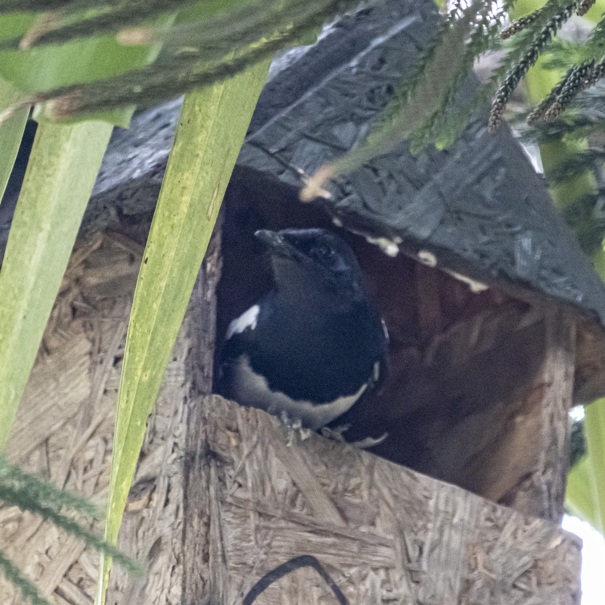 Oriental Magpie-Robin - ML638345028