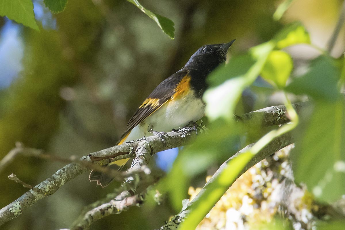 American Redstart - ML638345034