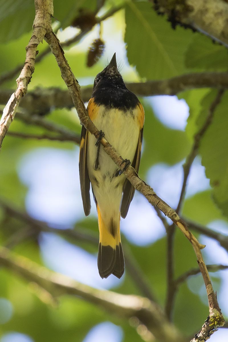 American Redstart - ML638345035
